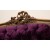 Καναπεδάκι χρυσό εποχής Λουδοβίκου 15ου με αριστοκρατικό σκάλισμα μωβ βελούδο ΜΚ-8208-SOFA ΜΚ-8208 