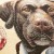 Μαξιλάρι διακοσμητικό με ζωγραφιά Σκύλου με στολή Σομελιέ, τετράγωνο απο στόφα Ισπανίας 45χ45 ΜΚ-002-pillow ΜΚ-002 